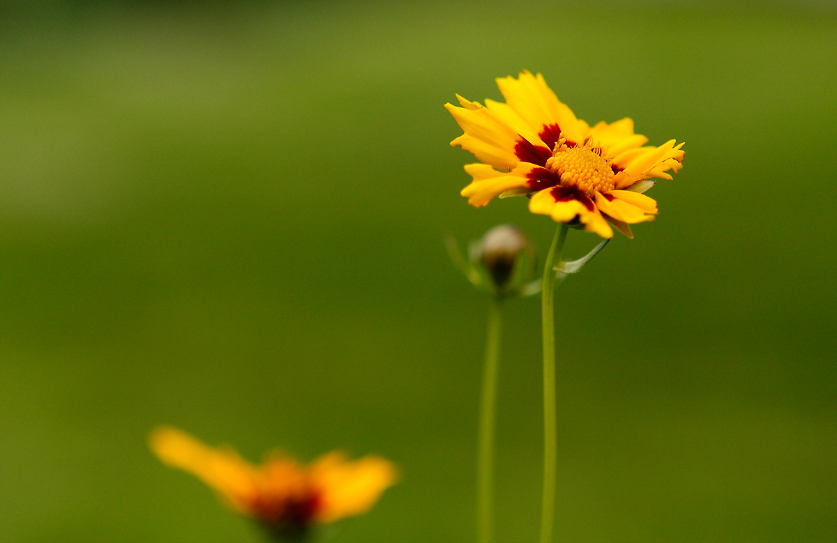 1006345_large_C60F6F76-E74A-11E3-B94A-84