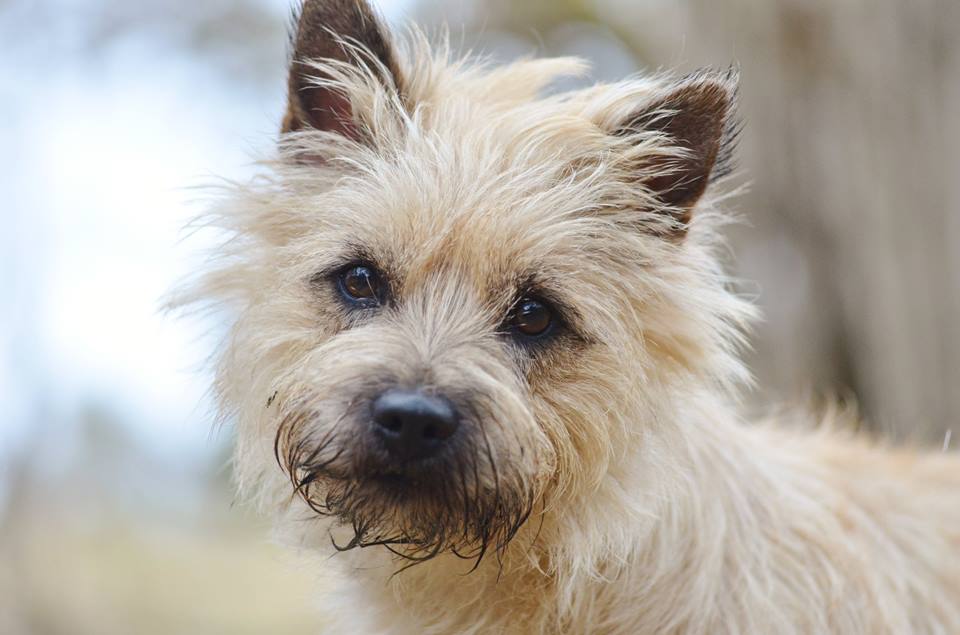 10461388_10152503385057674_3636963053748