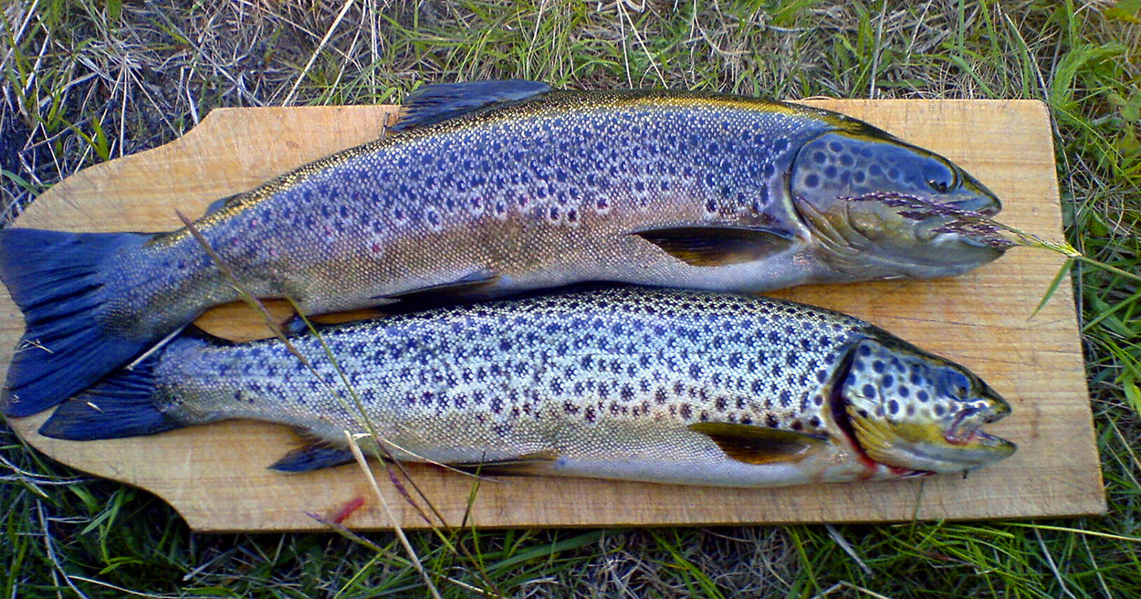 1049832_large_6E5A0D02-28B3-11E6-8292-C6