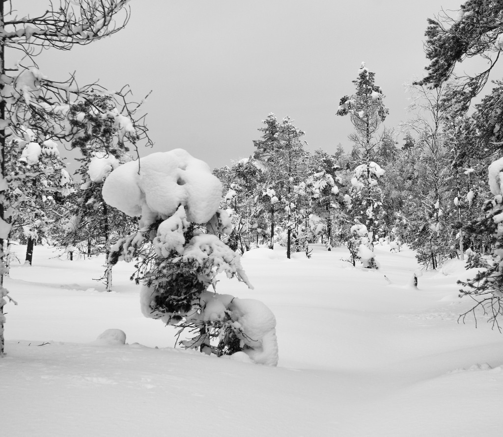Jena 50mm 2.8 2402183