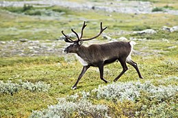 260px-20070818-0001-strolling_reindeer.jpg