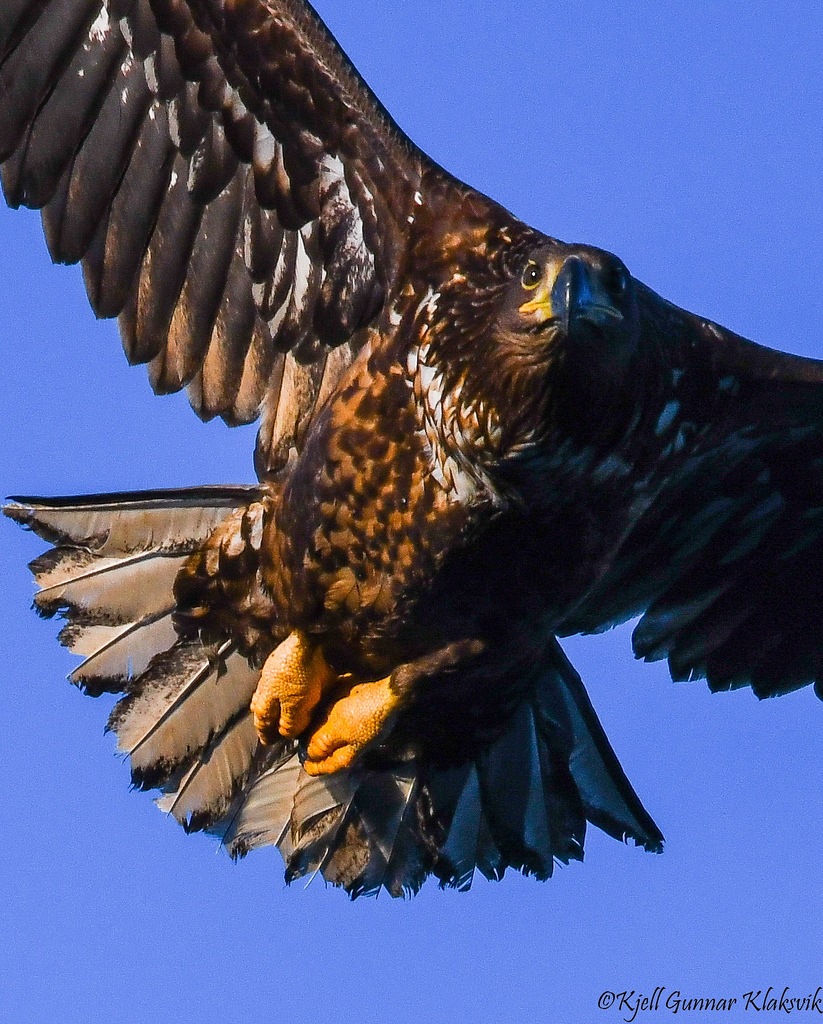Young whitetailed eagle close up.