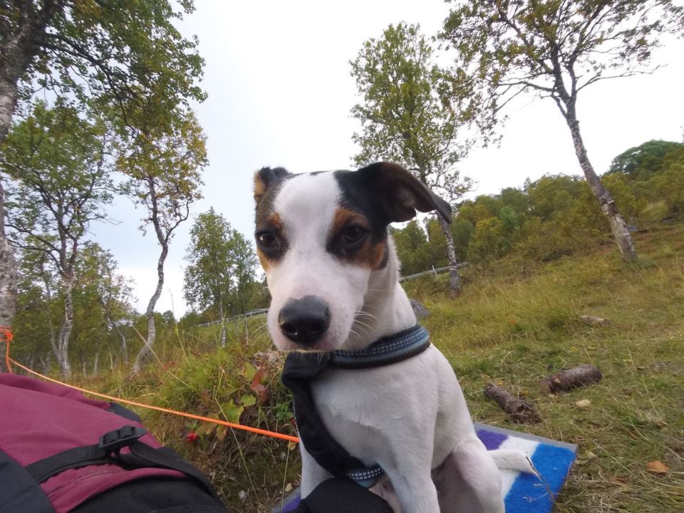 24232398_1505695489518567_81033938150266