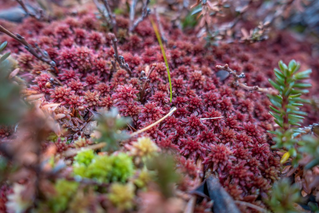 Vallresknuten04.jpg?resize=1024,683