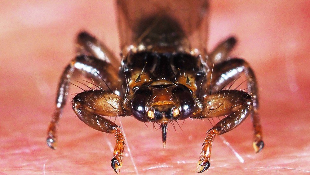 AhA--aAEdYcT7AymtatSMQmiIugy1ZnlBTXIn6oR