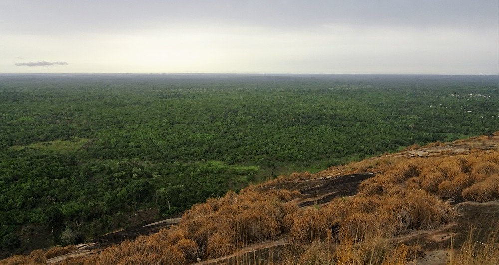 Regnskog så langt øyet kunne se