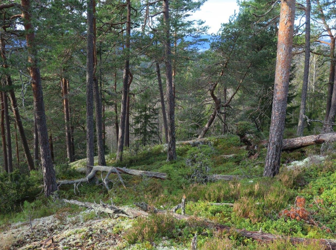 R%C3%A5ar%C3%A5sen_20161102_18-1280x950.