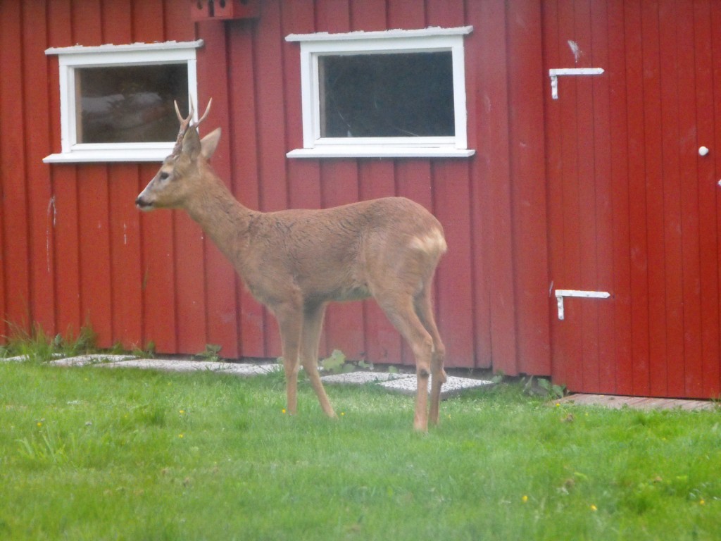 raringdyrbukk%20natt%20kl%203.00%2002.06