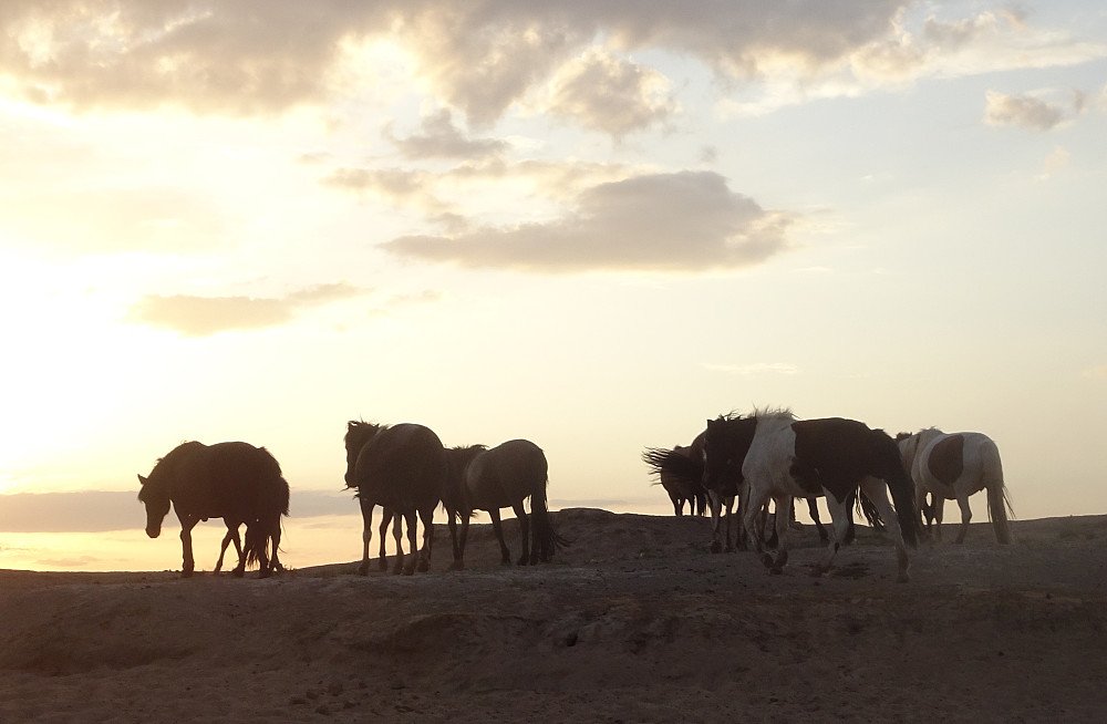 Morgenstemning med hester