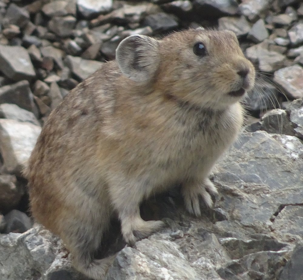 Det krydde av jordrotter