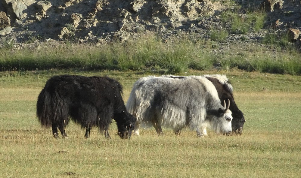 Yak beitet rundt oss