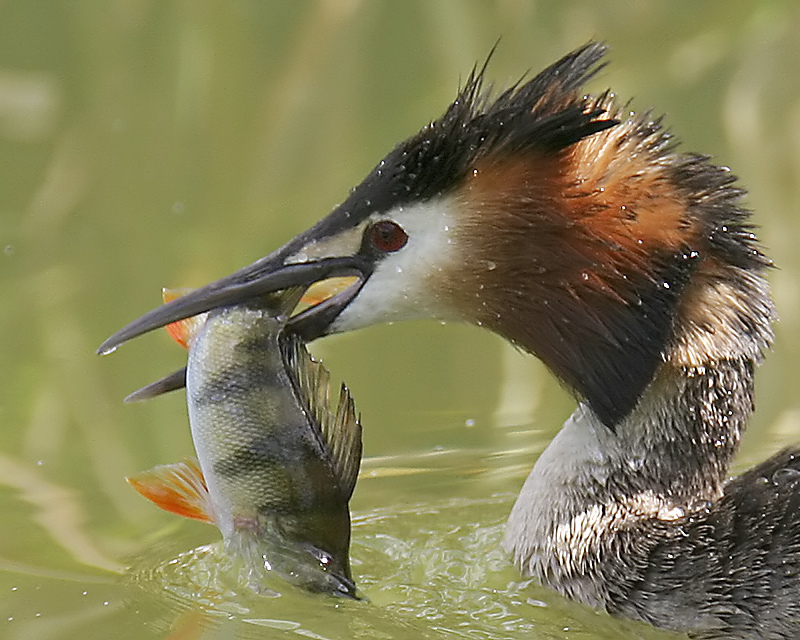 96381_large_E13876C6-D070-11E3-B8A4-EA0B