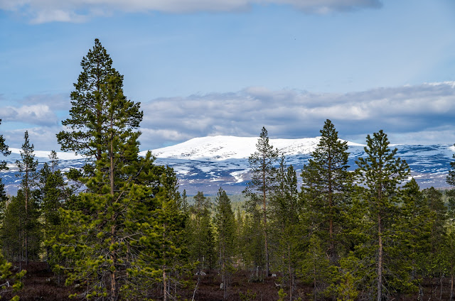 Femundsmarka.jpg