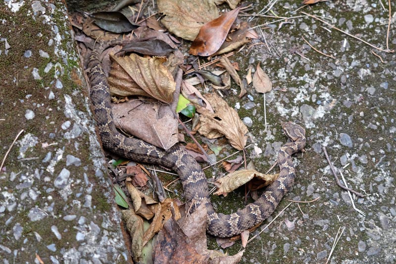 Fjellforum_06_Mamushi_viper.jpg