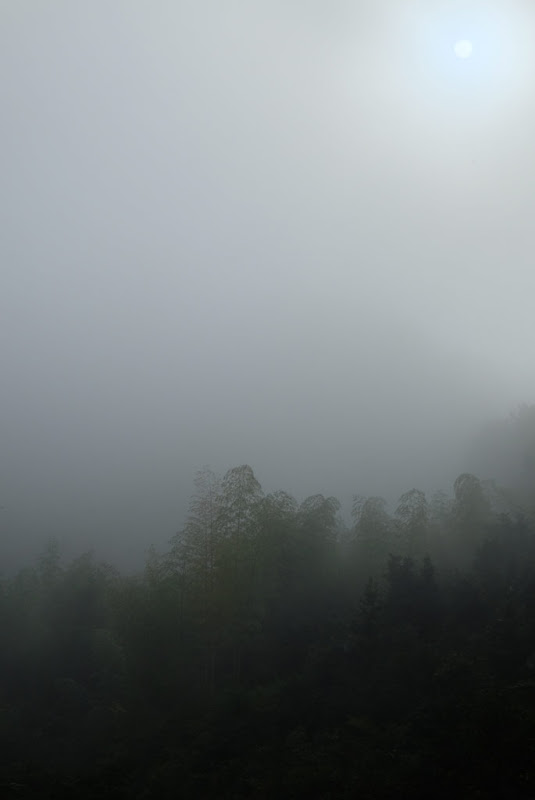 ShikokuHenro_Day18_01_Misty_mystic_fores