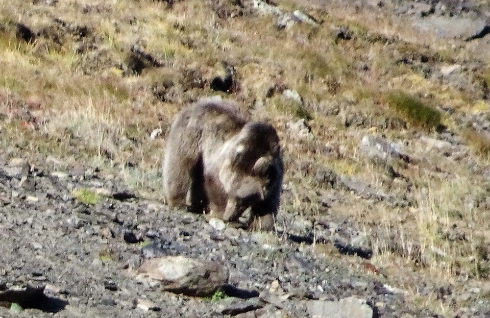 Siden vi bare var 2-3 kilometer fra Russland regner mi ved at det var en russisk bjørn.