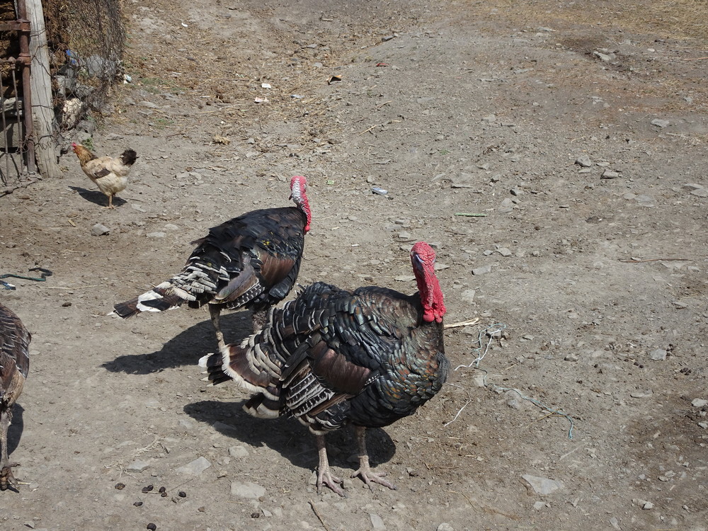 Kalkuner var det mye av i landsbyen