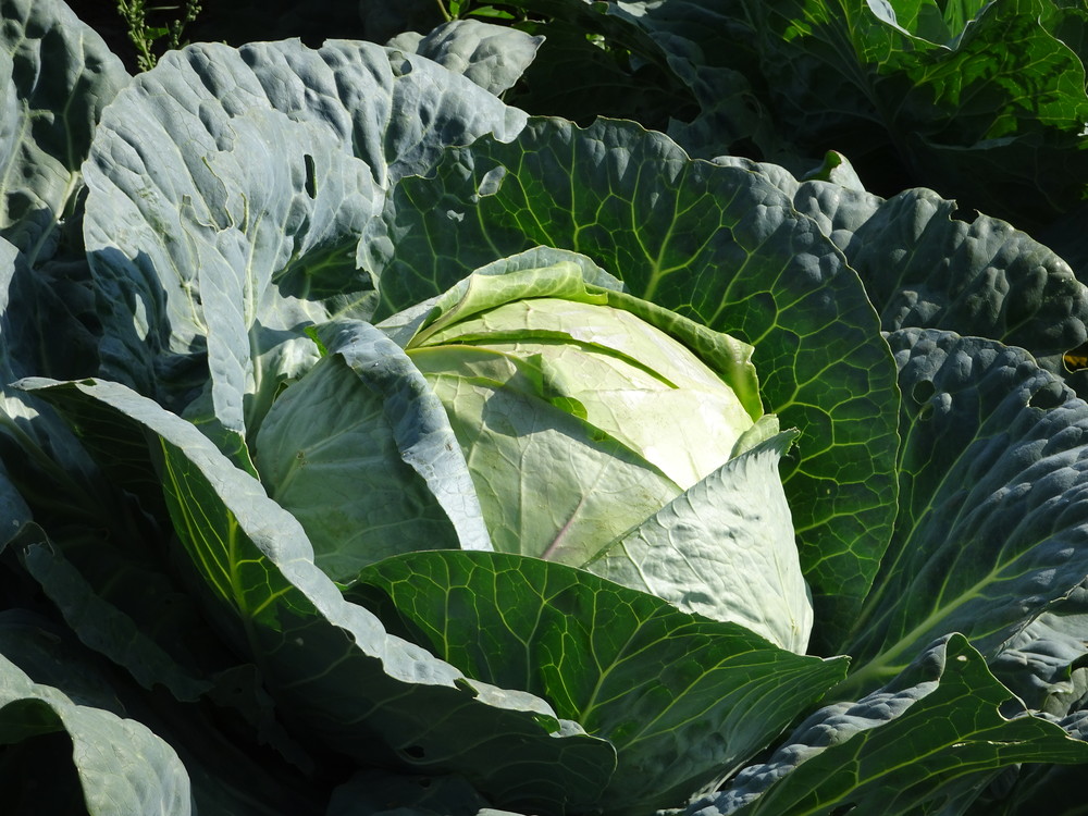 Det største kålhuet Aud hadde sett, bortsett fra undertegnede