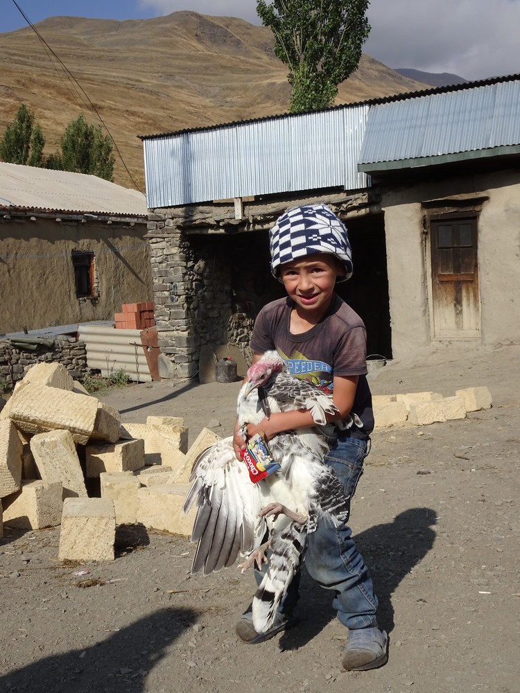 Pjokken herjer med en kalkunkylling