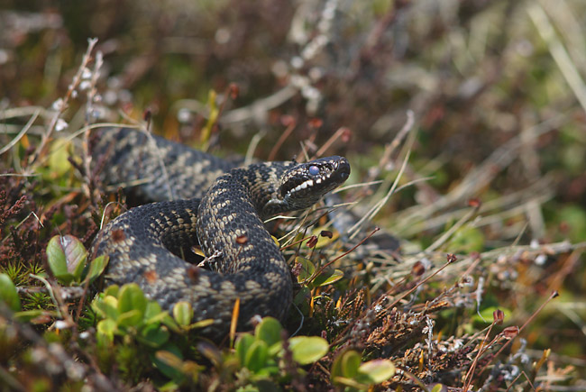Vipera_berus_(Marek_Szczepanek).jpg