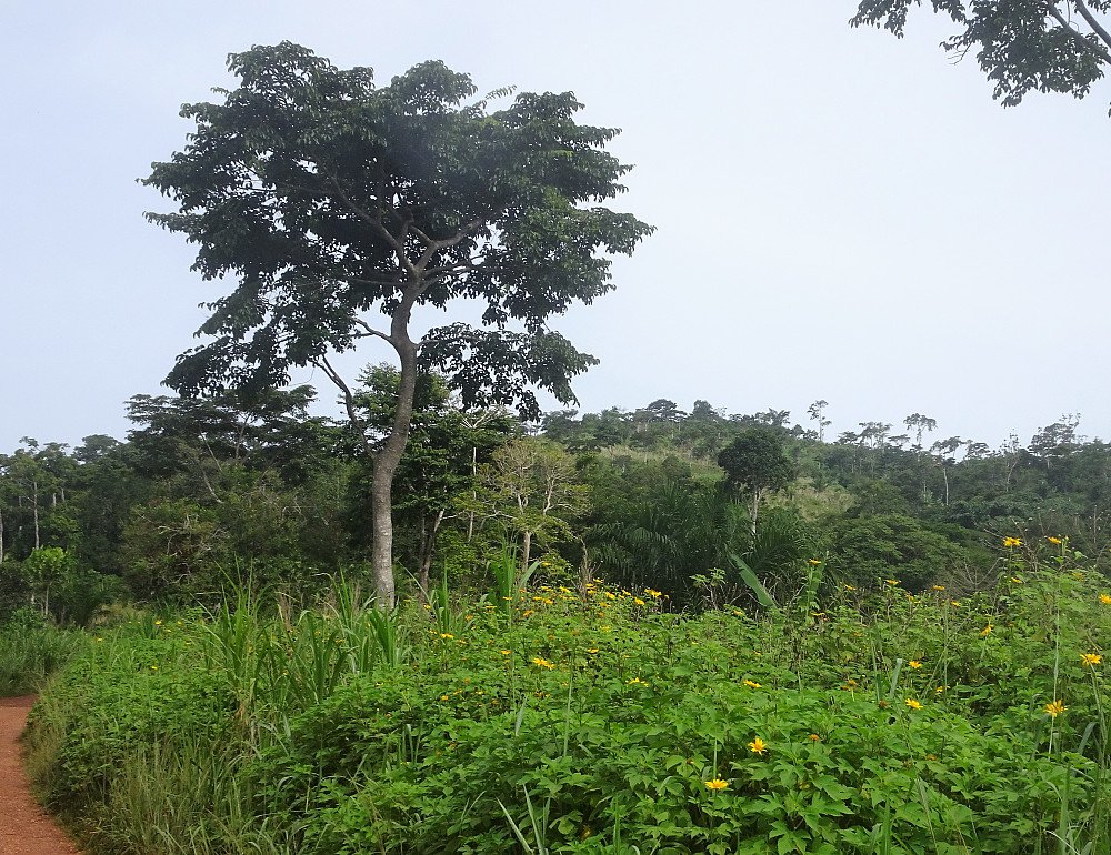 Toppen sett fra "veien"