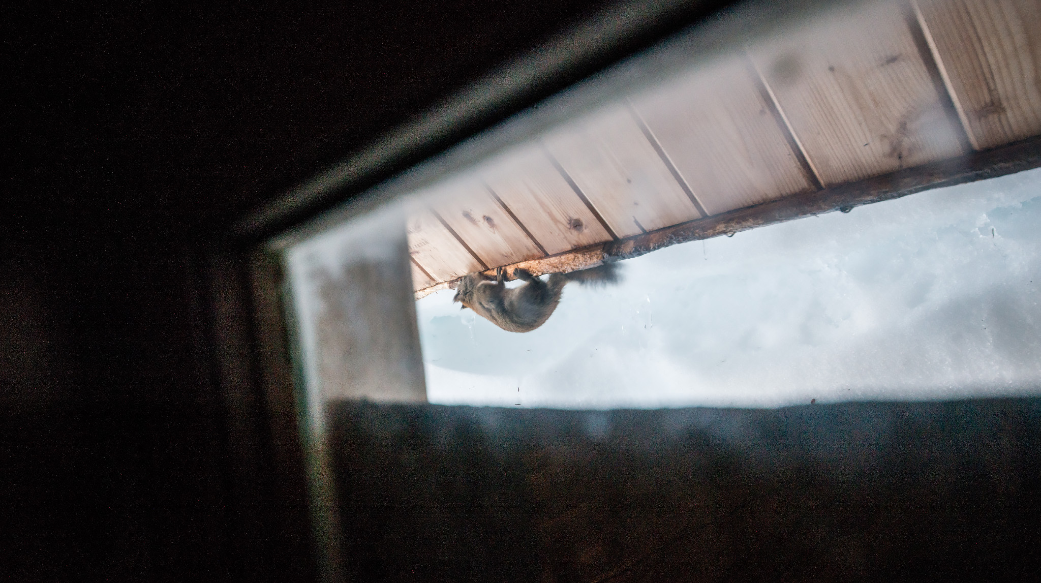 Hytta får gjennomgå av mer enn bare vær og vind. Her tar ett ekorn ett jafs av hyttetaket!