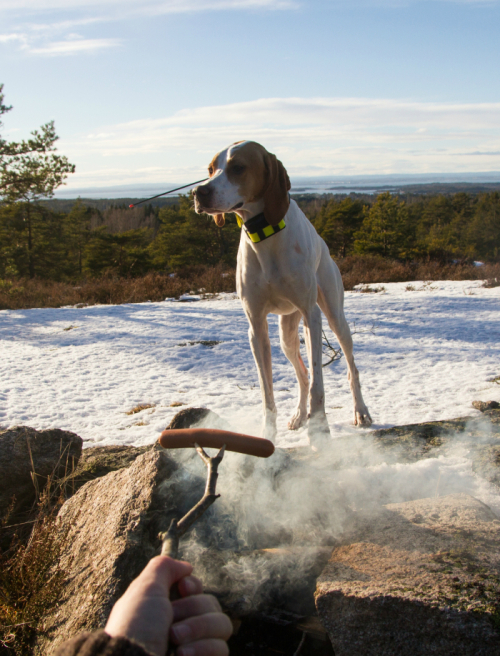 img_0025-1475050-8-1456399782422-n500.jp