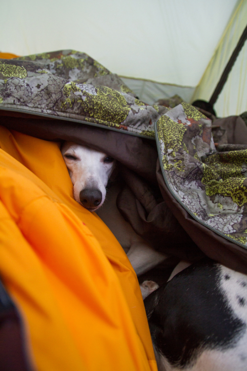 img_9756-1475050-9-1456083763446-n500.jp