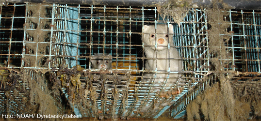 pels-noah-pelsfarm-to-mink-i-skittent-bu