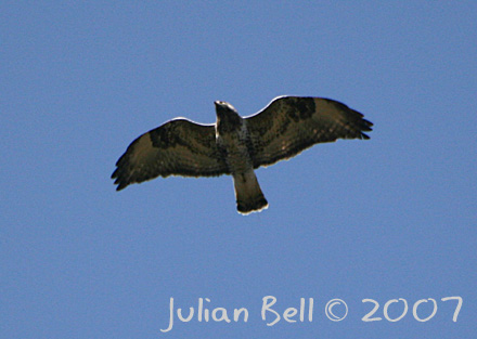 rough_legged_buzzard_3e.jpg
