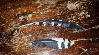 post-8967-0-88295700-1390767235_thumb.jp