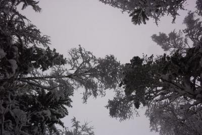 post-12580-0-39794000-1422134148_thumb.j