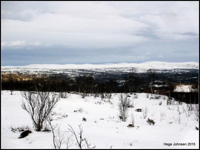 post-4444-0-33780200-1420221863_thumb.jp