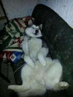 post-10915-0-06961700-1361965766_thumb.j