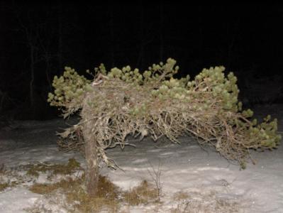 post-6789-0-64294600-1392843131_thumb.jp