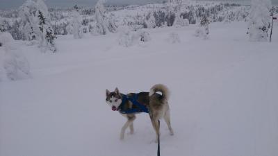 post-8488-0-24565800-1392902576_thumb.jp