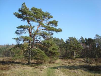 post-5095-0-47591900-1394568806_thumb.jp