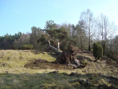 post-5095-0-91749500-1394568692_thumb.jp