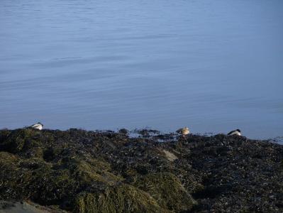 post-6789-0-20830200-1395572057_thumb.jp