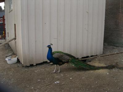 post-6789-0-22208500-1394101120_thumb.jp