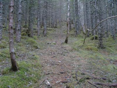 post-6789-0-94164800-1394375894_thumb.jp