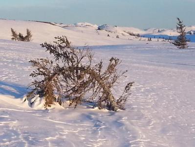 post-8554-0-02284800-1395820188_thumb.jp