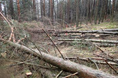 post-1073-0-65550100-1425903924_thumb.jp