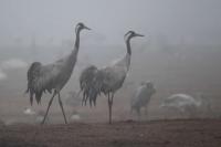 post-4143-0-17700400-1366745931_thumb.jp