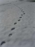 post-6789-0-93713200-1367087526_thumb.jp