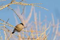 post-7957-0-23802300-1365271299_thumb.jp