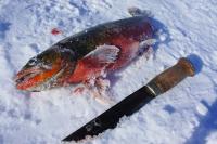 post-7957-0-83051200-1365271378_thumb.jp