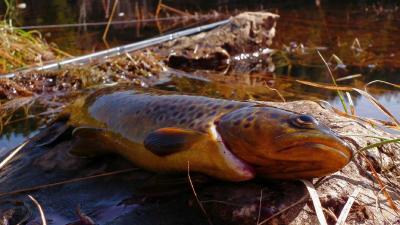 post-10088-0-42299300-1396814594_thumb.j