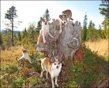 post-14482-0-83969700-1397423277_thumb.j