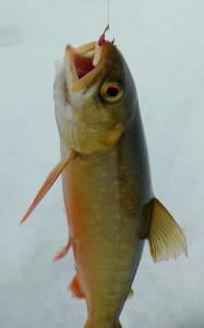 post-1735-0-30920300-1398157802_thumb.jp